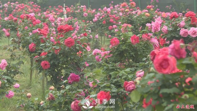 湖北通城：月季賞花經(jīng)濟打造美麗鄉(xiāng)村新面貌(圖5)