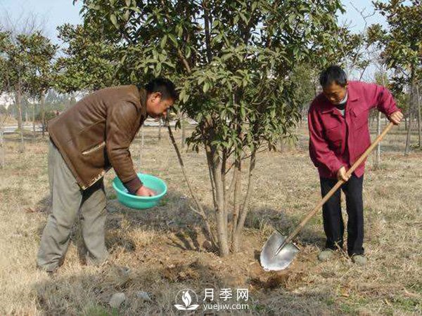 立春了，苗木養(yǎng)護(hù)要搞起來(lái)(圖1)