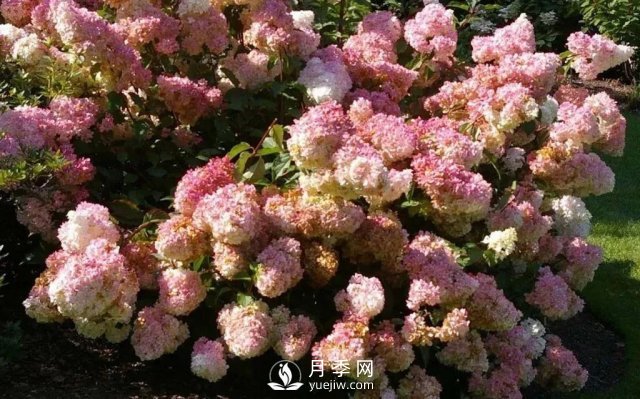 13種耐寒的盆栽花卉，零下20多度可存活，大部分南方也能種(圖14)