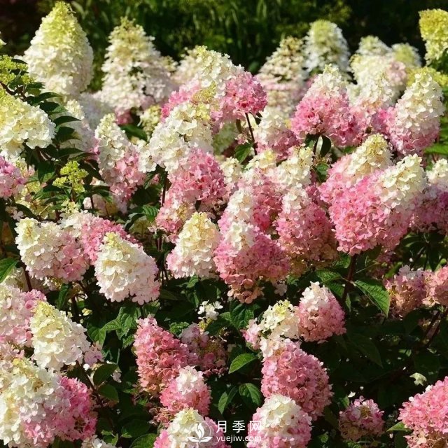 13種耐寒的盆栽花卉，零下20多度可存活，大部分南方也能種(圖16)