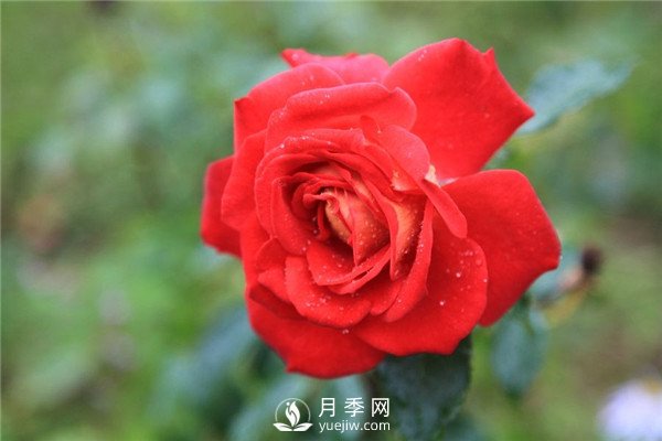 北京紅月季，國月豐花月季推薦(圖2)