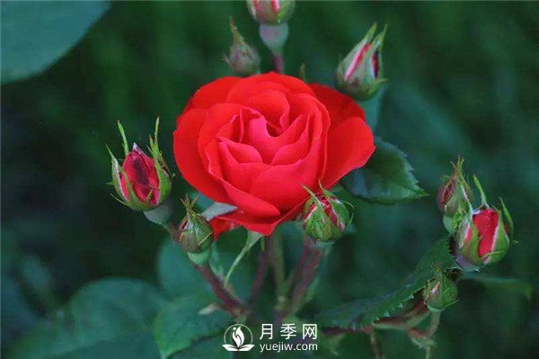 北京紅月季，國月豐花月季推薦(圖1)