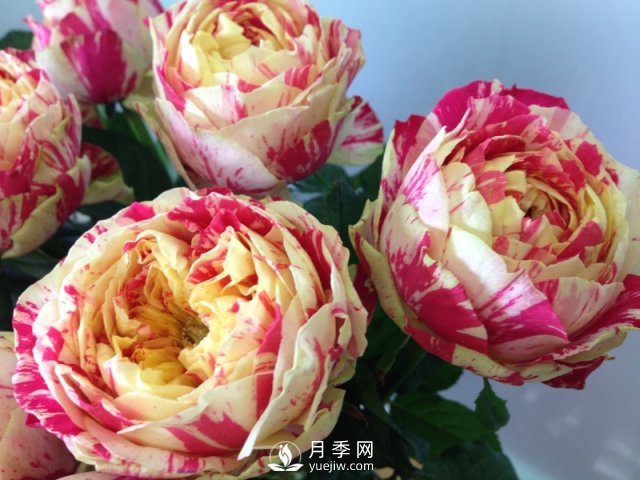 夏天養(yǎng)殖月季花選擇什么品種呢？(圖1)