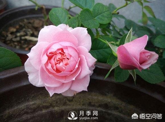 月季是非常好養(yǎng)的植物，想讓它長(zhǎng)得旺盛做好幾方面(圖1)