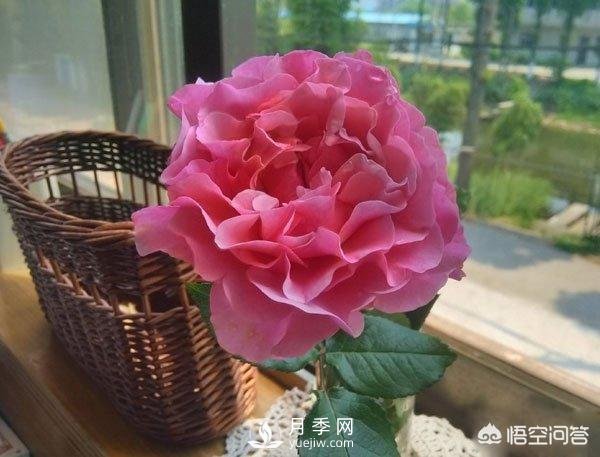 月季是非常好養(yǎng)的植物，想讓它長(zhǎng)得旺盛做好幾方面(圖2)