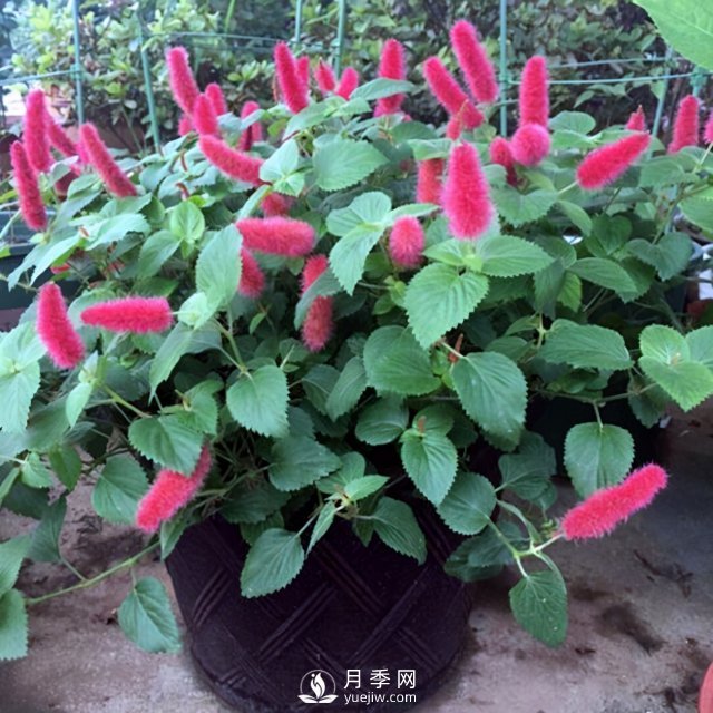 5種小眾網(wǎng)紅花，好看又有特點，值得入手(圖5)