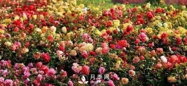 醉美人間四月好 月季花海南陽(yáng)城(圖5)