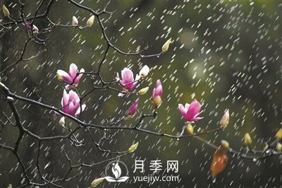 郁金香桃花月季......廣州連片花海齊齊奉上邀你賞(圖1)