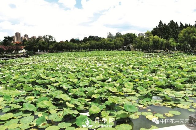 荷花種質資源庫：關注熱帶型荷花 帶動云南荷花產(chǎn)業(yè)(圖1)