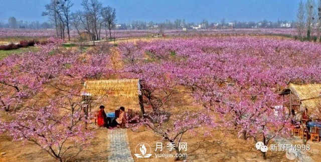 河南·新野第六屆桃花節(jié)郁金香節(jié)暨第三屆紡織服裝博覽會(huì)即將開幕(圖3)