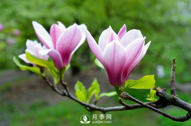 庭院種植玉蘭，解決4個問題香滿庭院(圖2)