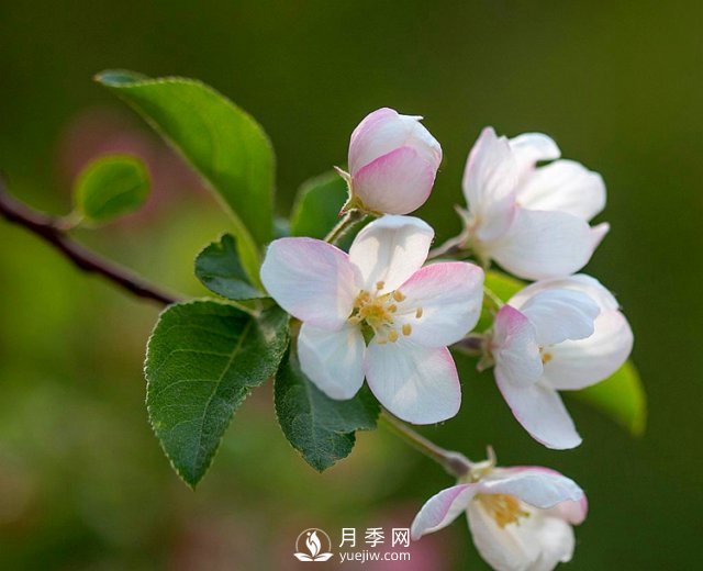 適合養(yǎng)殖在南陽臺上的花卉植物(圖4)