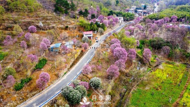 南陽(yáng)南召：玉蘭飄香溢山鄉(xiāng)(圖2)