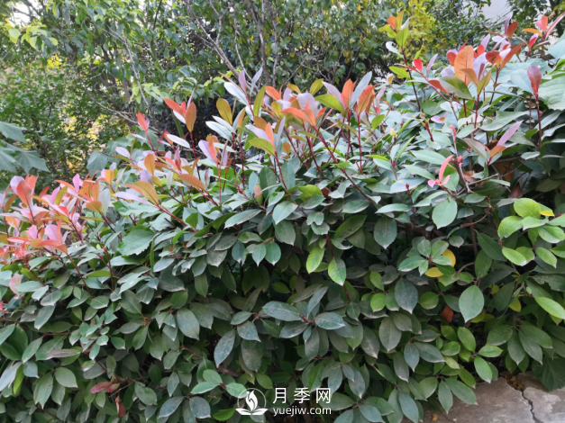 紅葉石楠養(yǎng)護，防治病蟲害是關(guān)鍵(圖1)