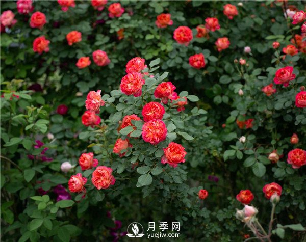 月季網(wǎng)推薦9個(gè)花園藤本月季品種！(圖4)