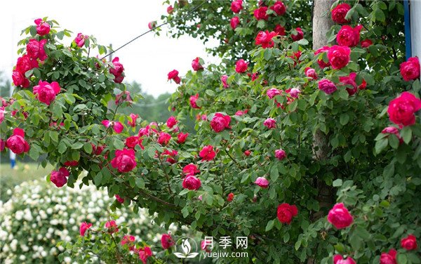 月季網(wǎng)推薦9個(gè)花園藤本月季品種！(圖6)