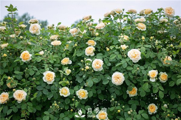 月季網(wǎng)推薦9個(gè)花園藤本月季品種！(圖8)