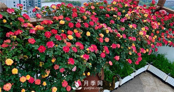 月季網(wǎng)推薦9個(gè)花園藤本月季品種！(圖5)