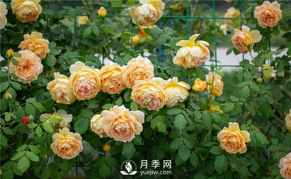 月季網(wǎng)推薦9個(gè)花園藤本月季品種！(圖3)