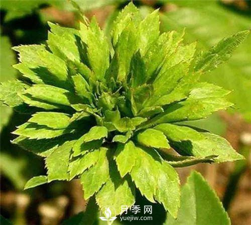 你見過(guò)綠色的月季花嗎？介紹下綠萼月季(圖3)