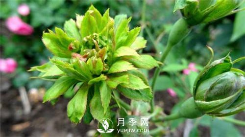 你見過(guò)綠色的月季花嗎？介紹下綠萼月季(圖2)