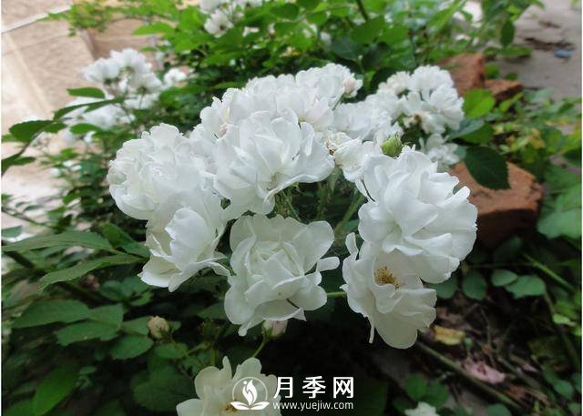 月季美麗高貴 你這樣養(yǎng) 花開不斷(圖1)