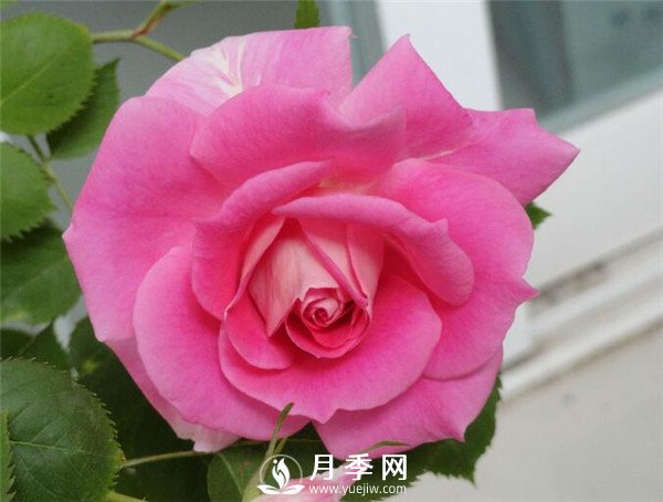 推薦豐花仙境月季，抗旱抗病，開花效果棒(圖1)