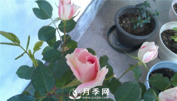 推薦豐花仙境月季，抗旱抗病，開花效果棒(圖4)