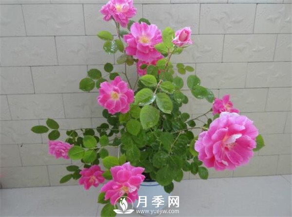 推薦豐花仙境月季，抗旱抗病，開花效果棒(圖2)