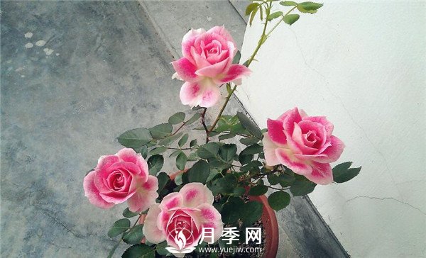 推薦豐花仙境月季，抗旱抗病，開花效果棒(圖3)