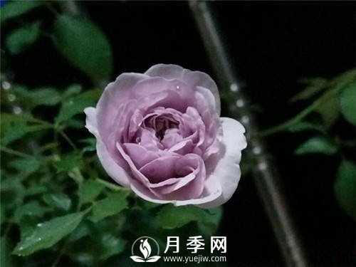 爆款月季“藍色陰雨”，火遍網絡(圖1)