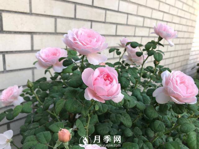 月季花黃葉怎么辦？注意4個細(xì)節(jié)，葉片綠又亮(圖2)