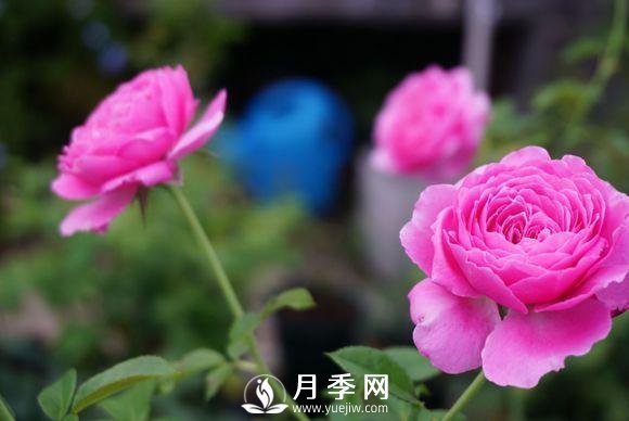 養(yǎng)月季花，這樣操作就會花開不斷香飄滿園(圖3)