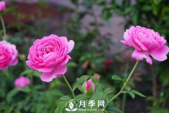 養(yǎng)月季花，這樣操作就會花開不斷香飄滿園(圖1)