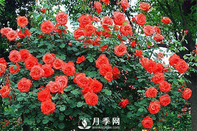 一年四季開花不斷，花墻花柱造型任你塑造(圖5)