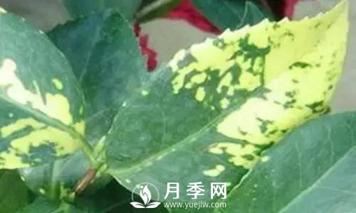 養(yǎng)護(hù)好月季花，這些蟲害技巧你要知道(圖7)