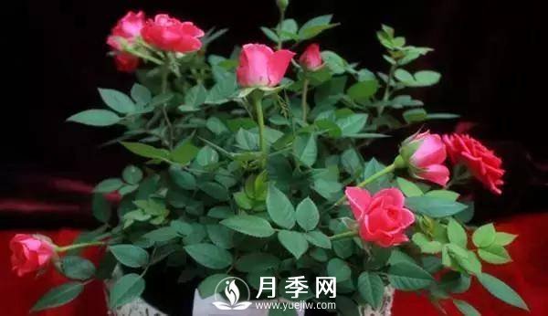 養(yǎng)護(hù)好月季花，這些蟲害技巧你要知道(圖6)