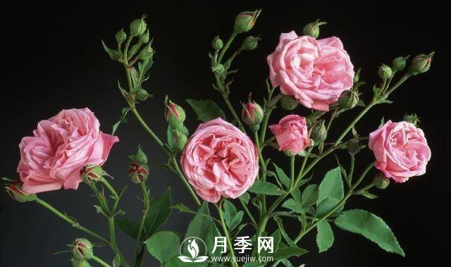 自己動手學(xué)月季花剪枝，一步一步修，新手也能做得好(圖2)