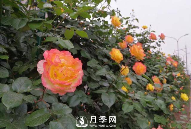 北京石景山 月季花開惹人醉(圖7)