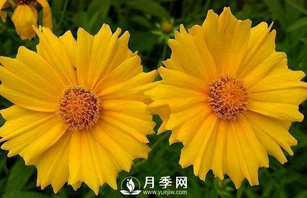 養(yǎng)盆“它”，比皇帝菊好看，比月季好養(yǎng)，花開120天。(圖1)