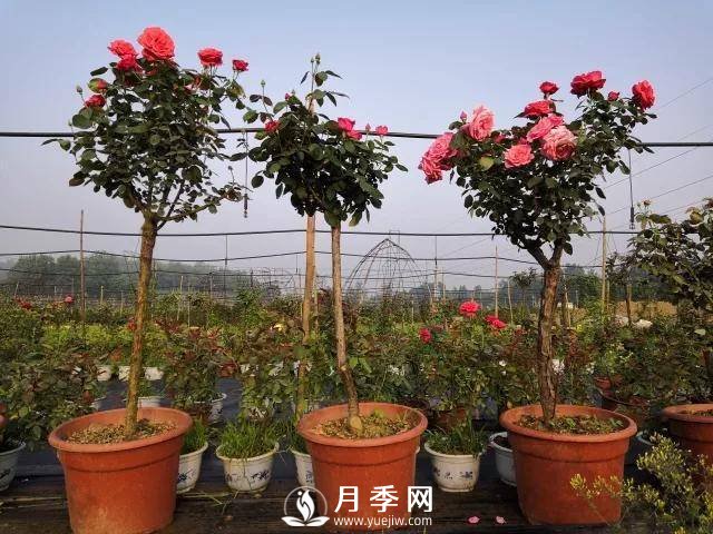 夏季月季日常管理，如何讓花開不斷？(圖1)