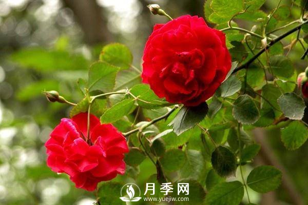 養(yǎng)月季盆栽，就用“5招”技巧，養(yǎng)護(hù)大半年，花開(kāi)艷麗！(圖2)