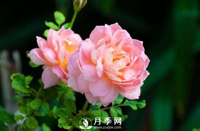 月季花**次修剪什么時(shí)候？修剪的目的是什么(圖1)