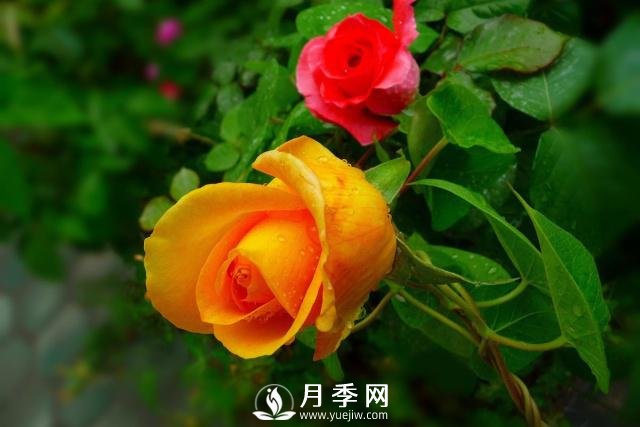 月季花**次修剪什么時(shí)候？修剪的目的是什么(圖2)