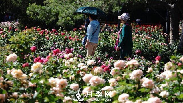 陶然亭公園勝春山房景區(qū)月季開(kāi)放正當(dāng)時(shí)(圖2)