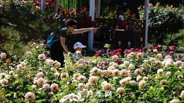 陶然亭公園勝春山房景區(qū)月季開(kāi)放正當(dāng)時(shí)(圖1)