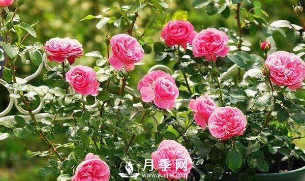 夏季月季花開的越來越小怎么辦？(圖1)