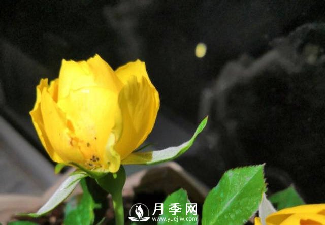 月季花期能不能施肥？用什么肥月季長(zhǎng)的好看開(kāi)花又多？(圖1)