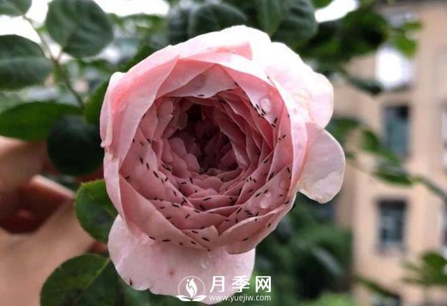 月季花期能不能施肥？用什么肥月季長(zhǎng)的好看開(kāi)花又多？(圖2)