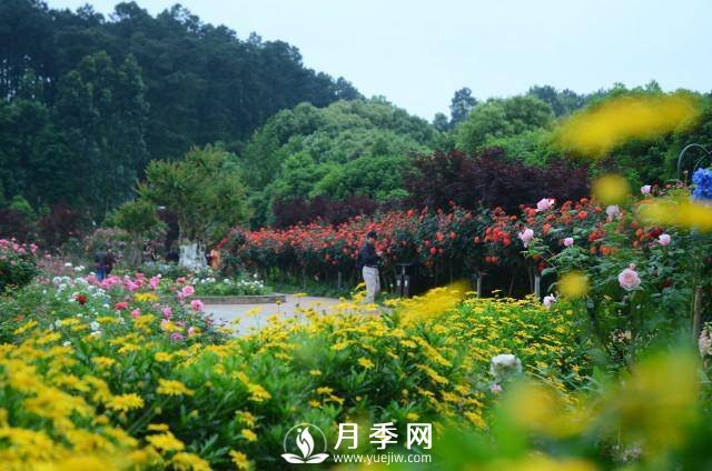 湖南植物園推出“夏之戀”玫瑰·月季繡球花展(圖3)